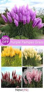 50 Off 200pcs Pampas Grass Magic Garden Seed Potted Ornamental Plants Cortaderia Selloana Bonsai Plants Cortaderia Selloana Ornamental Plants Garden Seeds