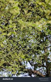 Image result for Terminalia neotaliala