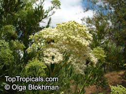 Image result for Buddleja saligna