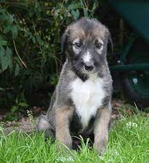 Irish Wolfhound Puppies Georgia Irish Wolfhound Irish Wolfhound Puppies Wolfhound