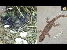 كيف تتخلص من بيض القمل الميت; Ø·Ø±Ù‚ ØµÙŠØ¯ Ø£Ø¨Ùˆ Ø¨Ø±ÙŠØµ Ø§Ù„Ø°ÙŠ ÙŠØ¨ØªÙ„Ø¹ Ø¨ÙŠØ¶ Ø§Ù„Ø²ÙŠØ¨Ø±Ø§ Ø¨ÙƒÙ„ Ø³Ù‡ÙˆÙ„Ø© Youtube