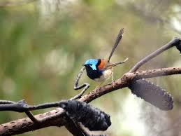 How to attract fairy wrens to your garden. Best Plants That Attract Birds To Your Garden