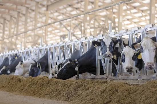 From dry-off to peak milk: Best practices that set transition cows up for  success | Ag Proud