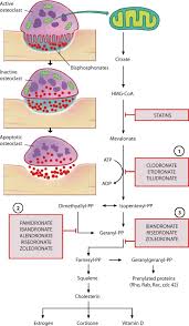 Image result for Bisphosphonates