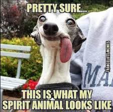 27 Spirit Animal Memes You Don T Wanna Miss What S My Spirit Animal Spirit Animal Funny My Spirit Animal