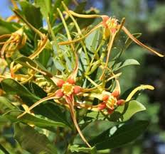 Image result for Strophanthus bequaertii
