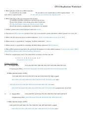 Learn vocabulary, terms, and more with flashcards, games, and other study tools. 1514856733 Pdf Name Dna Replication Worksheet Dna Replication Results In Two Dna Molecules A Each With Two New Strands B One With Two New Strands And Course Hero