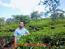 Kebun teh wonsari merupakan kebun teh agrowisata kebun teh wonosari ini memiliki jam buka mulai dari pukul 07.00 sampai pukul 17.00 wib. Harga Tiket Masuk Dan Lokasi Kebun Teh Wonosari Lawang Malang Dolenku
