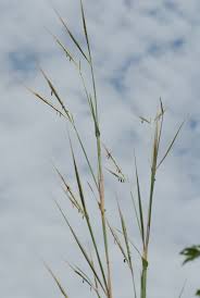 Image result for Diheteropogon filifolius