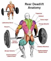I Love Muscle Charts Anatomy Phile Gym Workouts