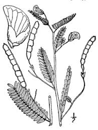 Image result for Aeschynomene mossoensis