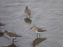 Jacksonville Florida today. Surf scoters perhaps and trying to decide