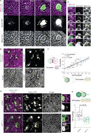 This code gave you 250 spins! Formation Of Polarized Contractile Interfaces By Self Organized Toll 8 Cirl Gpcr Asymmetry Biorxiv