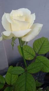 430 idee su Rose bianche e crema | rose bianche, fiori, rose meravigliose