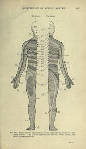 Distribution Of The Spinal Nerves From Surgery A Textbook By Various Authors Published By Chu Medical Illustration Scientific Illustration Vintage Medical