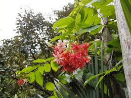 Image result for Combretum psidioides