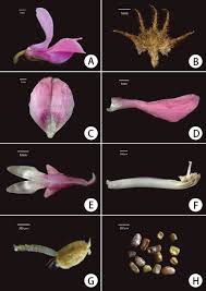 Image result for Fabaceae subfamily Papilionoideae