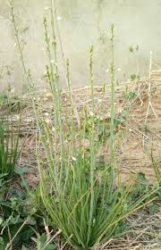 Image result for Gomphocarpus tenuifolius