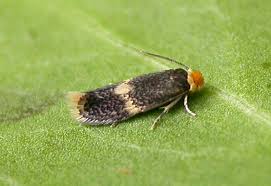 Image result for Stigmella continuella