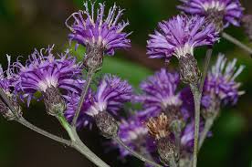 Image result for Vernonia