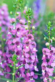 Pin On Gardening