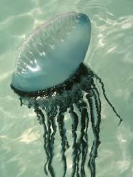 The tentacles of the portuguese man o'war are very painful and can be fatal to humans. Man Of War Man Of War Ocean Creatures Sea Creatures