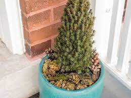 I have moved them before when they were only 3 feet and they moved happily. How To Grow Dwarf Alberta Spruce In A Pot
