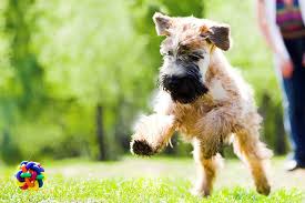 Soft coated wheaten terrier puppies for sale. Soft Coated Wheaten Terrier Puppies For Sale Akc Puppyfinder