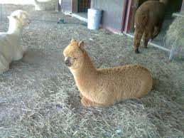 Yearling Alpaca At Sweet Brook Farm Williamstown Ma Yearling Pets Crafty