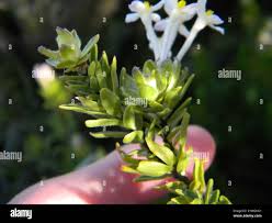 Image result for Gnidia burchellii