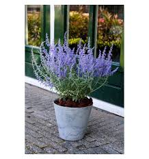 Image result for Perovskia atriplicifolia lacey blue lisslitt photo
