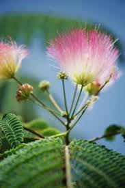 Snip the ends off with heavy shears. How To Grow A Mimosa Tree From A Seed Mimosa Tree Growing Tree Tree Seeds