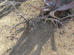 Image result for Sterculia rogersii