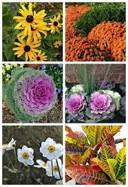 Besides selecting plants that have a late bloom period, check their growing zones to be certain they will bloom in your area before frost hits. Fall Blooming Perennials And Annuals For A Bold Pop Of Color