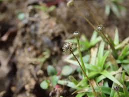 Image result for Eriocaulon truncatum
