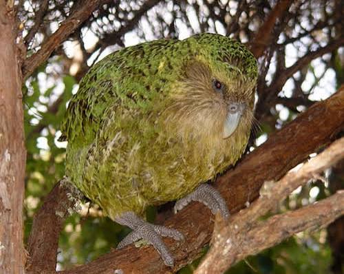 Formed By Him – The Kakapo | Lee's Birdwatching Adventures Plus