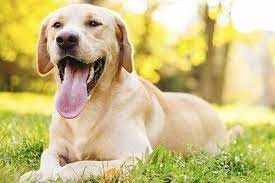 Check spelling or type a new query. 130 Nama Anjing Jantan Terbaik Dan Terpopuler