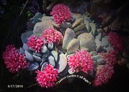 crassula morgan beauty 吕千惠 科属 景天科青锁龙属产地分布 吕千惠肥厚的绿白色叶对生且紧密排列 叶面粗糙有微细颗粒 伞房状聚伞花序顶生 小花开橙红色 五角型的微型花瓣 蓇葖果 花期7 9月 花期还是很长的 授粉必须是异花受粉 plants