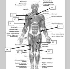 The muscular system can be broken down into three types of muscles: Human Muscles Diagram 1a Diagram Quizlet