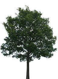 Tree 1 Png With Transparency Tree Photoshop Plants Garden Illustration