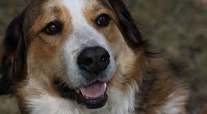 Bernese mountain dog puppies for sale bernese mountain dog dogs for adoption bernese check out this gorgeous akc registered bernese mountain dog puppy that will melt your heart with it's raising registered bernese mountain dogs and occasionally other designer mixed breeds. White Great Bernese Online