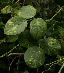 Image result for Canavalia africana