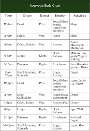 the ayurvedic body clock organs and dosha alignment with