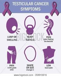 Symptoms causes treatment & prevention when to see a doctor references. Testicular Cancer Vector Photo Free Trial Bigstock