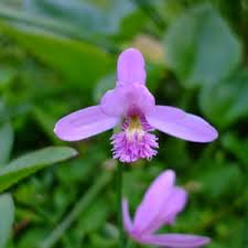 Image result for Oeceoclades saundersiana