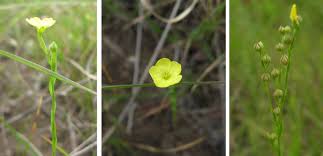 Image result for Linum