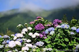 繡球花 梅雨季打亂賞花的好時機nikon nikonphoto nikonphotography nikkor z6 nikonz6 picofthedays taipeigram iseetaiwan igt instagram posts instagram floral wreath