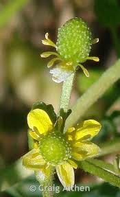 Image result for Ranunculus sceleratus
