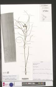 Image result for Xysmalobium holubii
