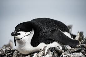 Pin On Penguin
